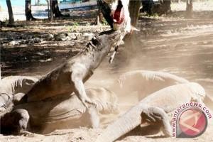 Hutan Savana Gililawa Taman Nasional Komodo terbakar